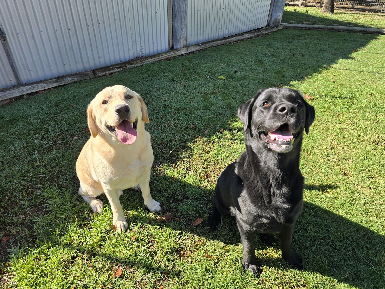 Rufus and Oskar, the COMPASS Advocacy dogs