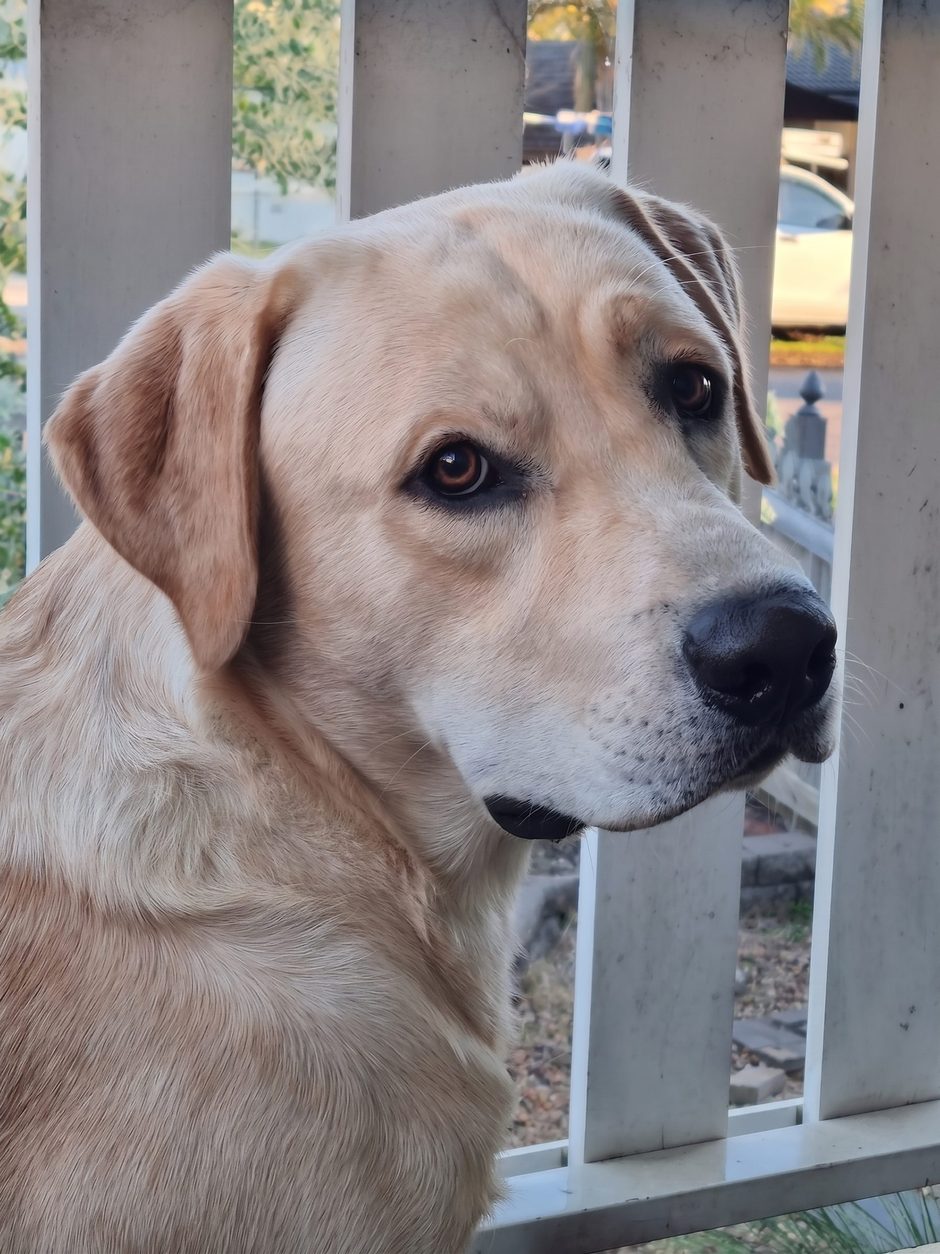 Oskar, a tan Labrador, looking through a fence