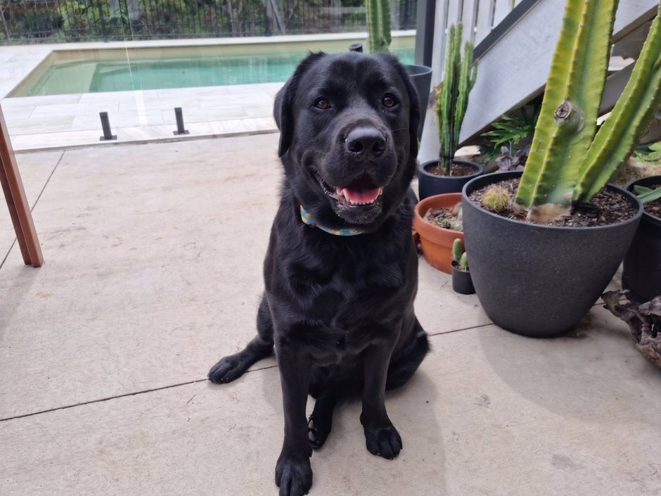Rufus, a black Labrador, sitting by the pool